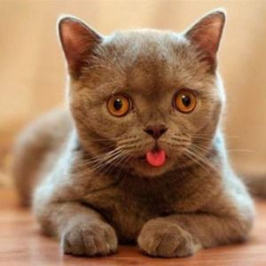 Meet your Posher, Everlong!